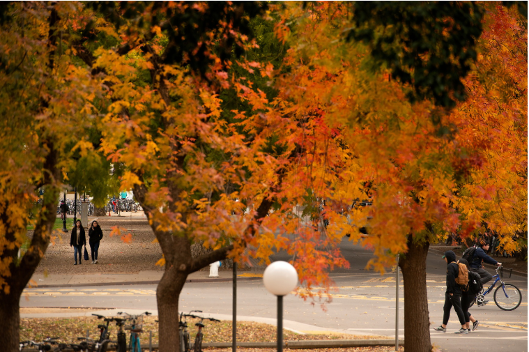 Zoom Drop-Ins. UC Davis during Fall